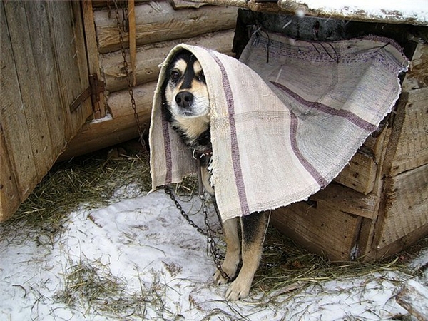 Морозы, в чем опасность для  животных
