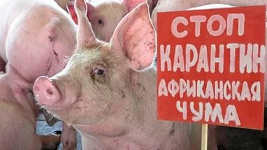 Африканская чума свиней!!!