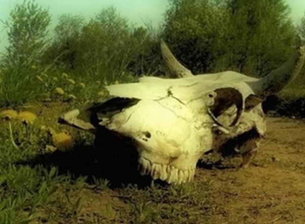 Что делать с биологическими отходами?