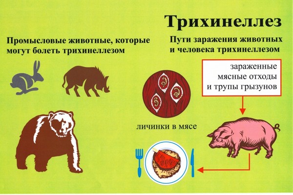 ОСТОРОЖНО ТРИХИНЕЛЛЕЗ