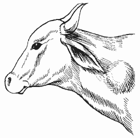ВЕТ. ЛИКБЕЗ - Туберкулинизация