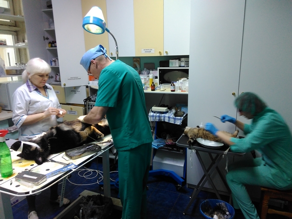 Акция, приуроченная 48-летию Усть-Илимской ветслужбы